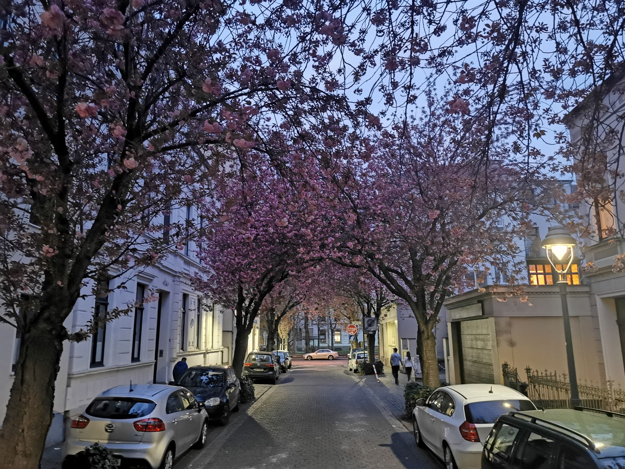 Bonn's cherry blossoms: A social media hit – DW – 04/08/2022