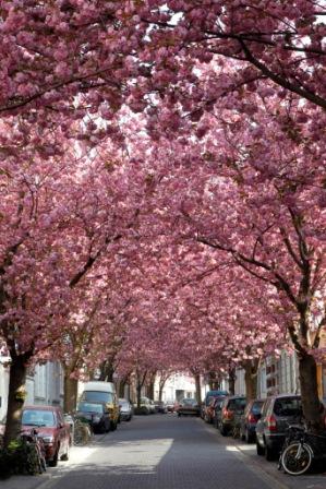 Bonn's cherry blossoms: A social media hit – DW – 04/08/2022