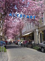 Kirschblütenfest Bonner Altstadt