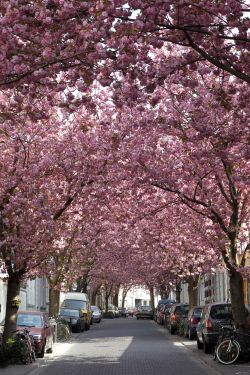 Frühling Altstadt
© M. Sondermann - Bunndesstadt Bonn