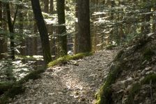 Natursteig Pfad Wald
© Naturregion Sieg