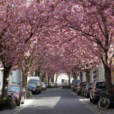 Frühling in der Bonner Altstadt
© M. Sondermann - Bundesstadt Bonn