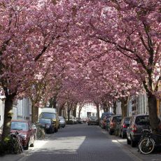 Frühling in der Bonner Altstadt
© M. Sondermann - Bundesstadt Bonn